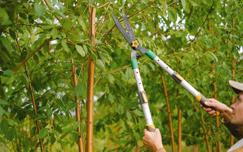 Tree trimming in Bend, OR